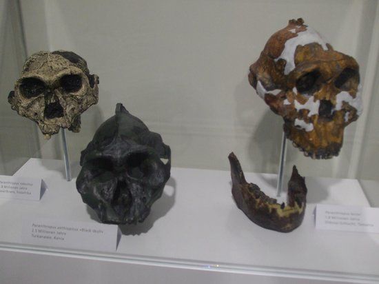 Musée d'anthropologie